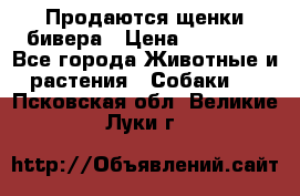 Продаются щенки бивера › Цена ­ 25 000 - Все города Животные и растения » Собаки   . Псковская обл.,Великие Луки г.